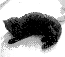 Game Boy Camera photo 11